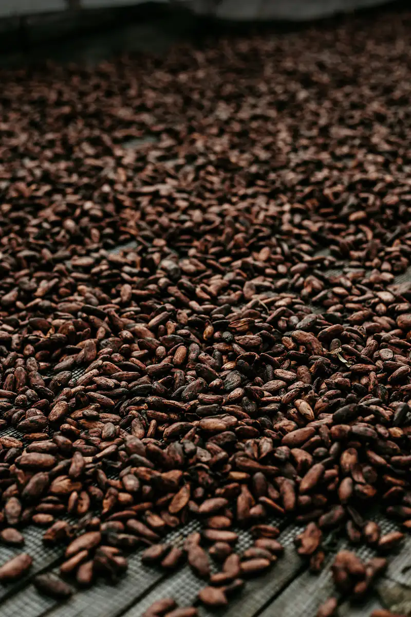 Dried cocoa beans spread over a drying floor