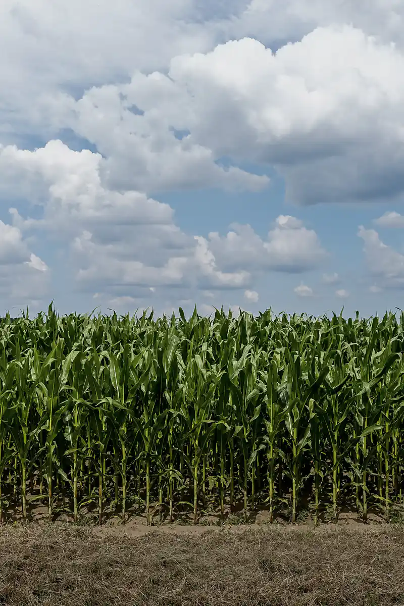 A field of tall green maize under large white clouds, with cut straw along the verge