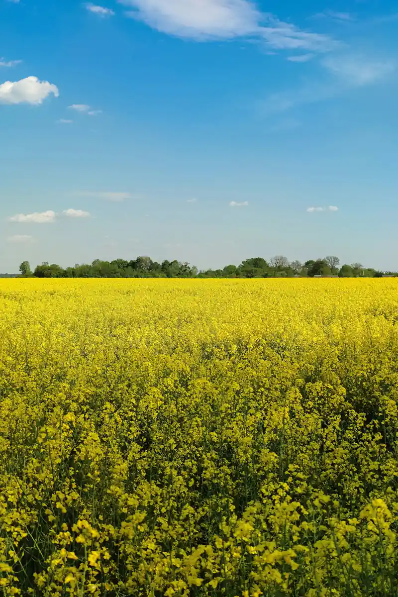 A field of rapeseed in yellow flower to the horizon under a blue sky