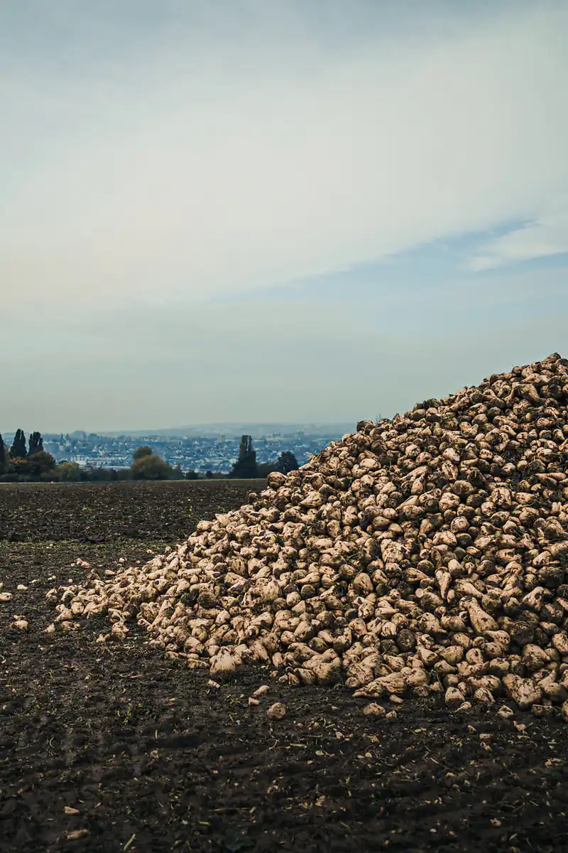 A heap of harvested sugar beet on dark soil, with a town and trees on the horizon under a pale sky
