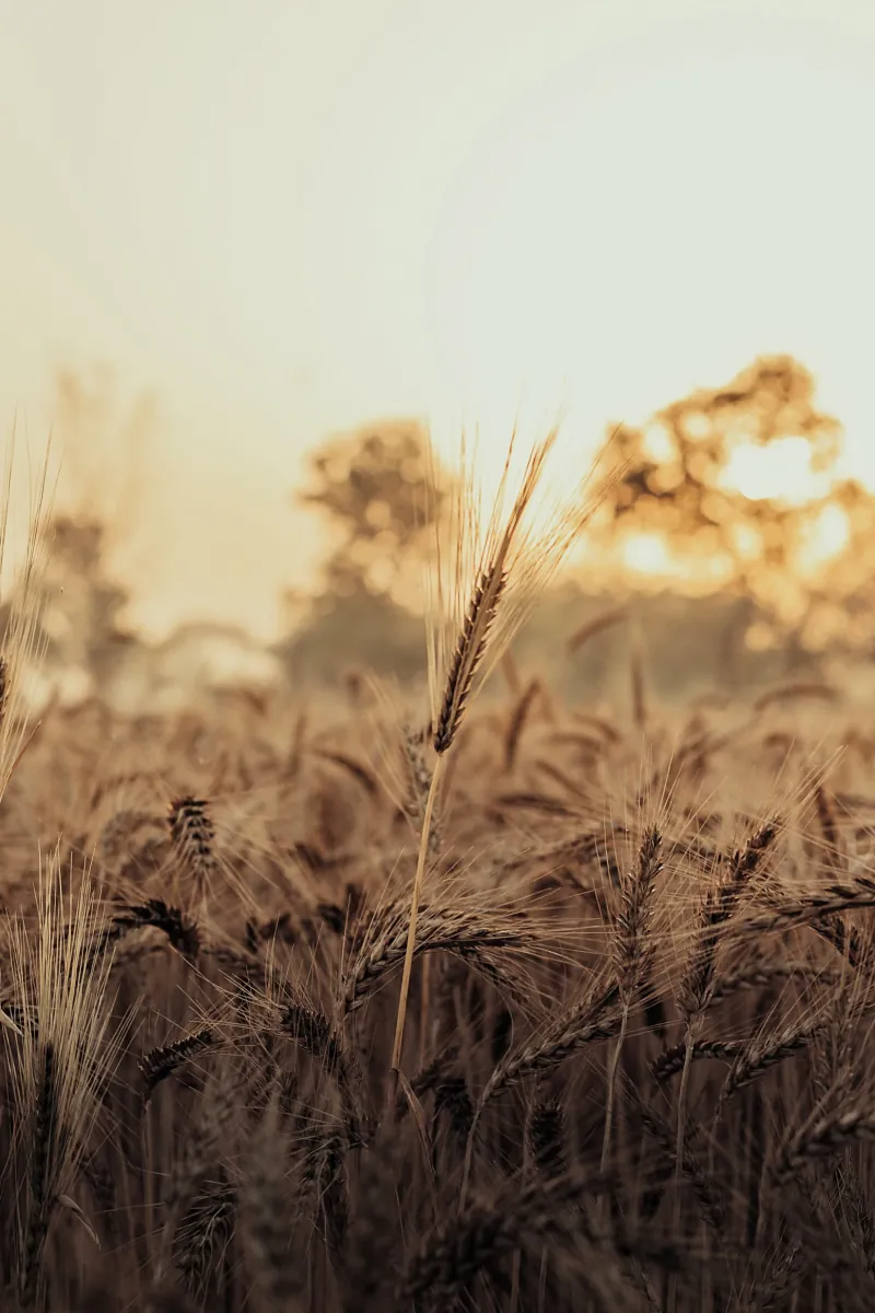 Ripe bearded ears of wheat in a field at dawn, with trees and the low sun behind