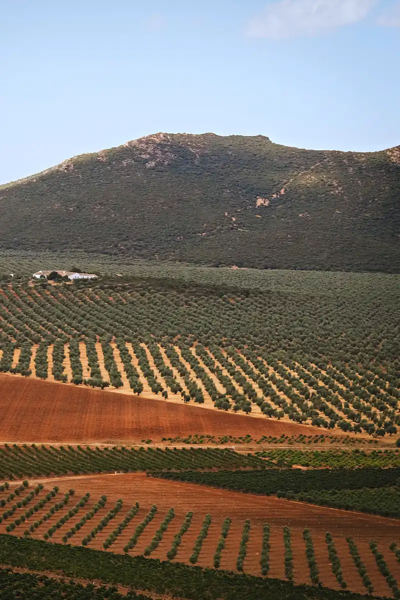 Rows of olive trees on rolling farmland below a hill, with a white farmhouse