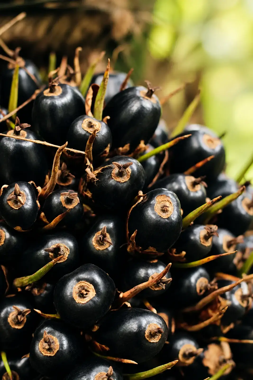Oil palm fruit on the bunch, close up