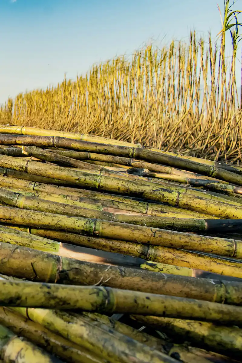 Cut sugarcane stalks piled in front of standing cane under a blue sky