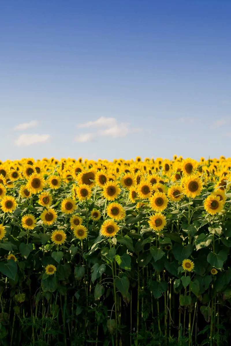 A field of sunflowers in bloom under a blue sky